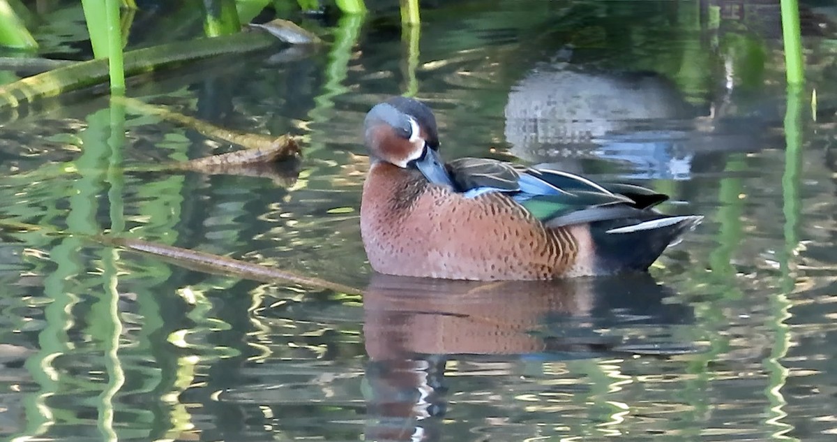 Blue-winged x Cinnamon Teal (hybrid) - ML628400754