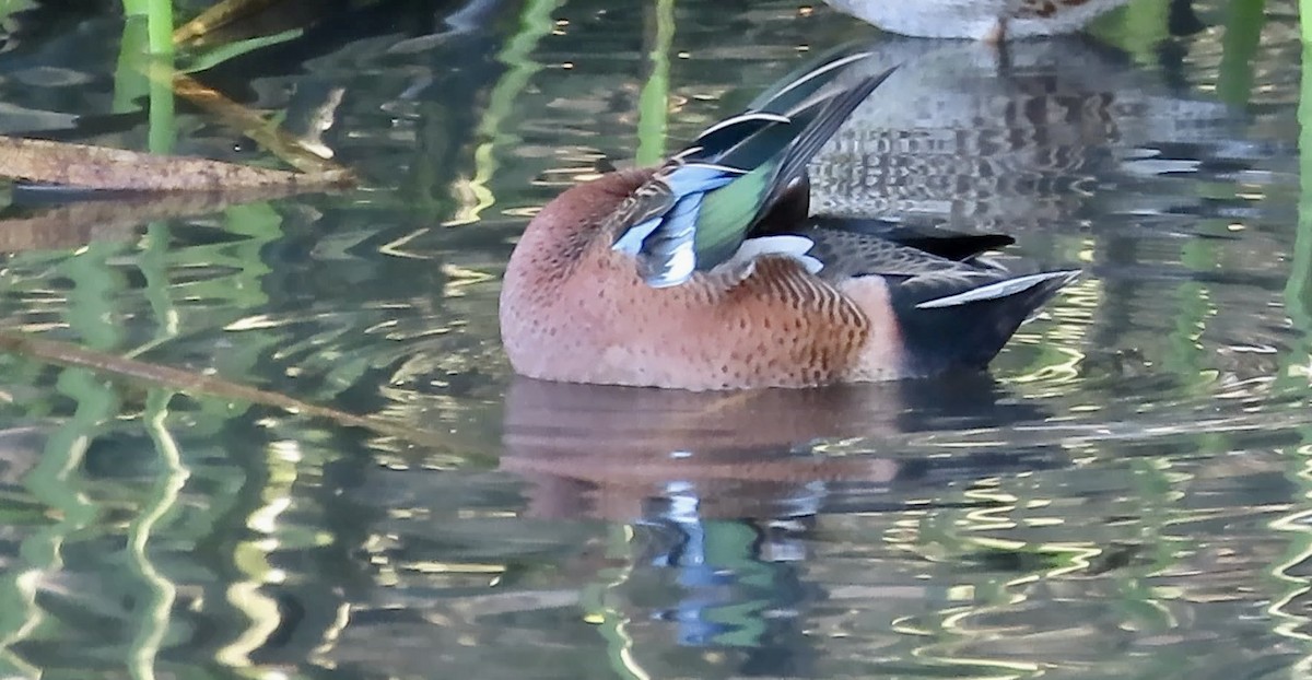 Blue-winged x Cinnamon Teal (hybrid) - ML628400757
