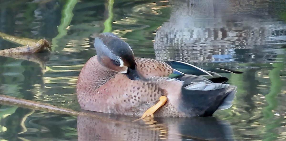 Blue-winged x Cinnamon Teal (hybrid) - ML628400759