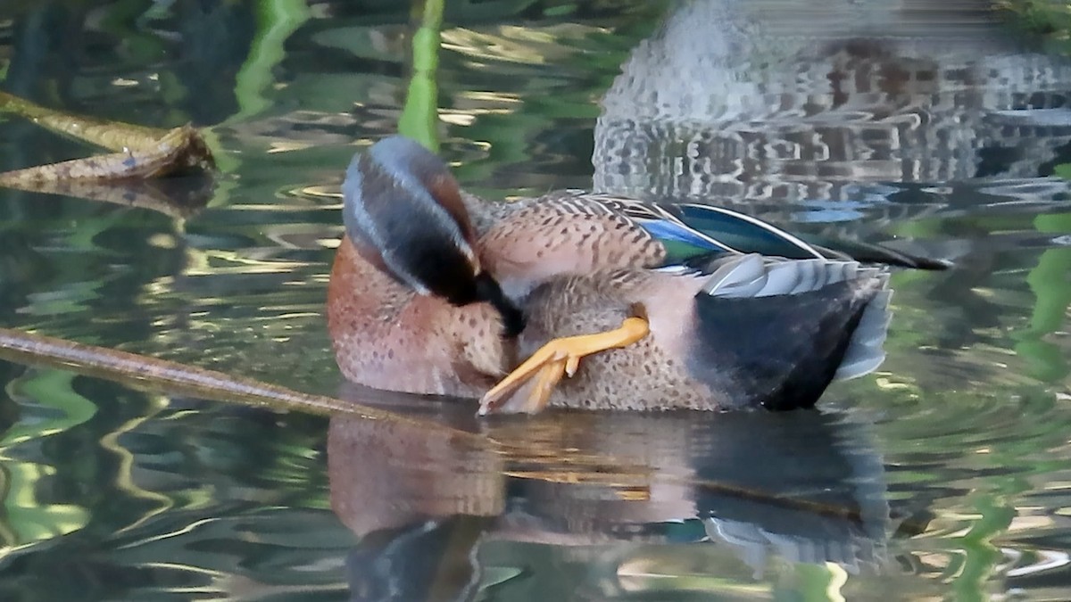 Blue-winged x Cinnamon Teal (hybrid) - ML628400763