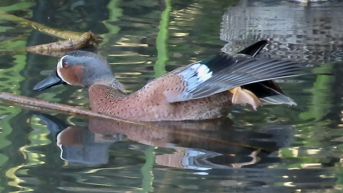 Blue-winged x Cinnamon Teal (hybrid) - ML628400764