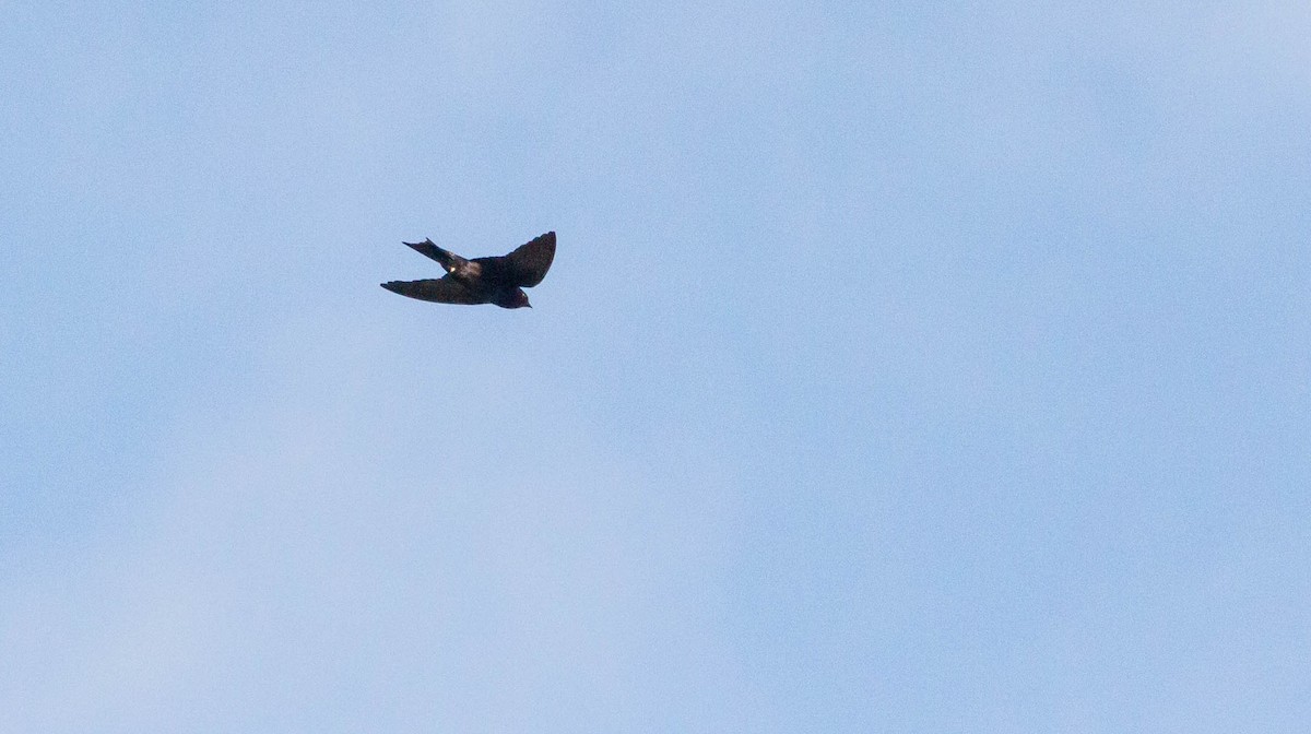 Galapagos Martin - ML628400772