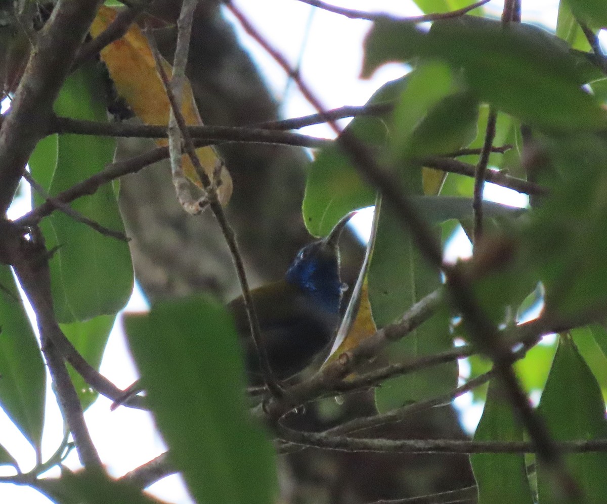 Blue-headed Sunbird - ML628400967