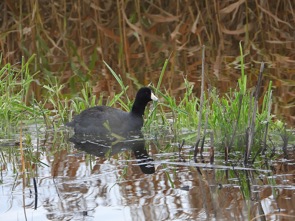 American Coot - ML628401013