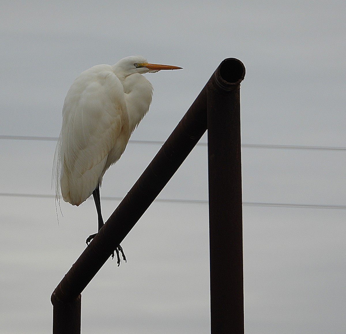 Great Egret - ML628401040