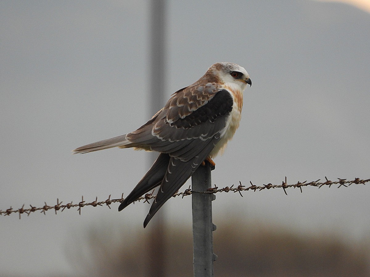 White-tailed Kite - ML628401047