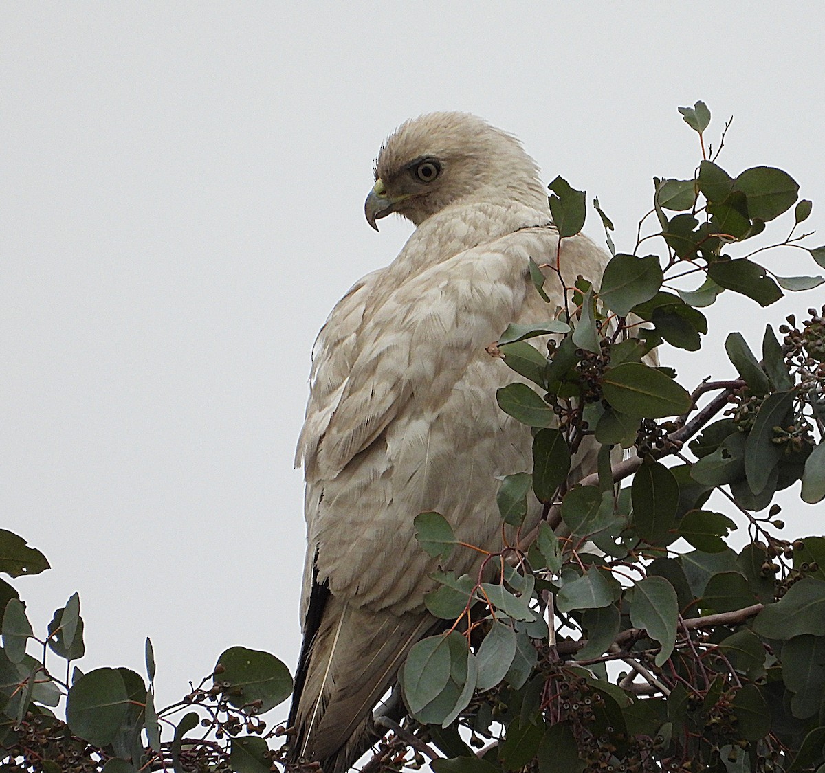 Red-tailed Hawk - ML628401049
