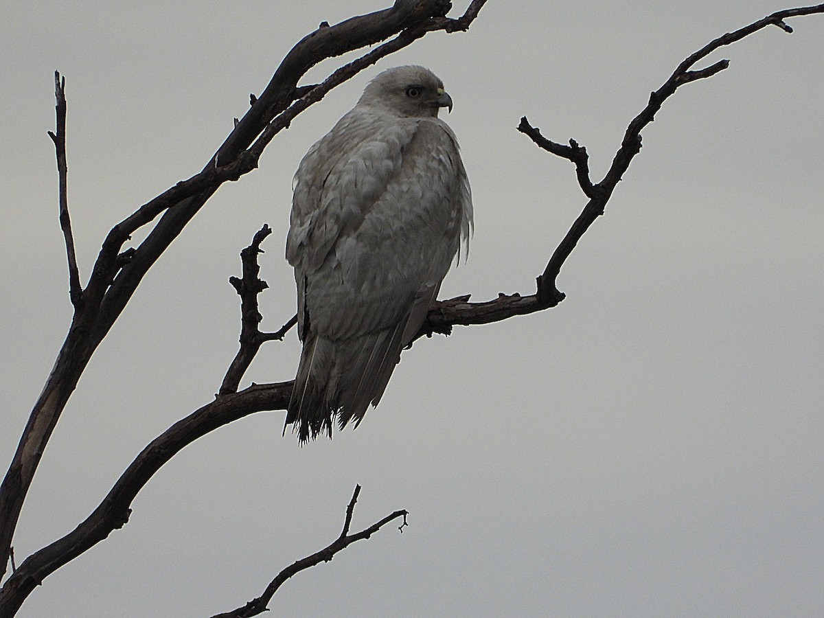 Red-tailed Hawk - ML628401051