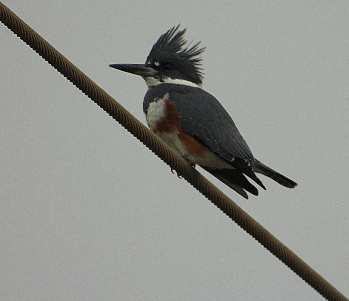 Belted Kingfisher - ML628401053