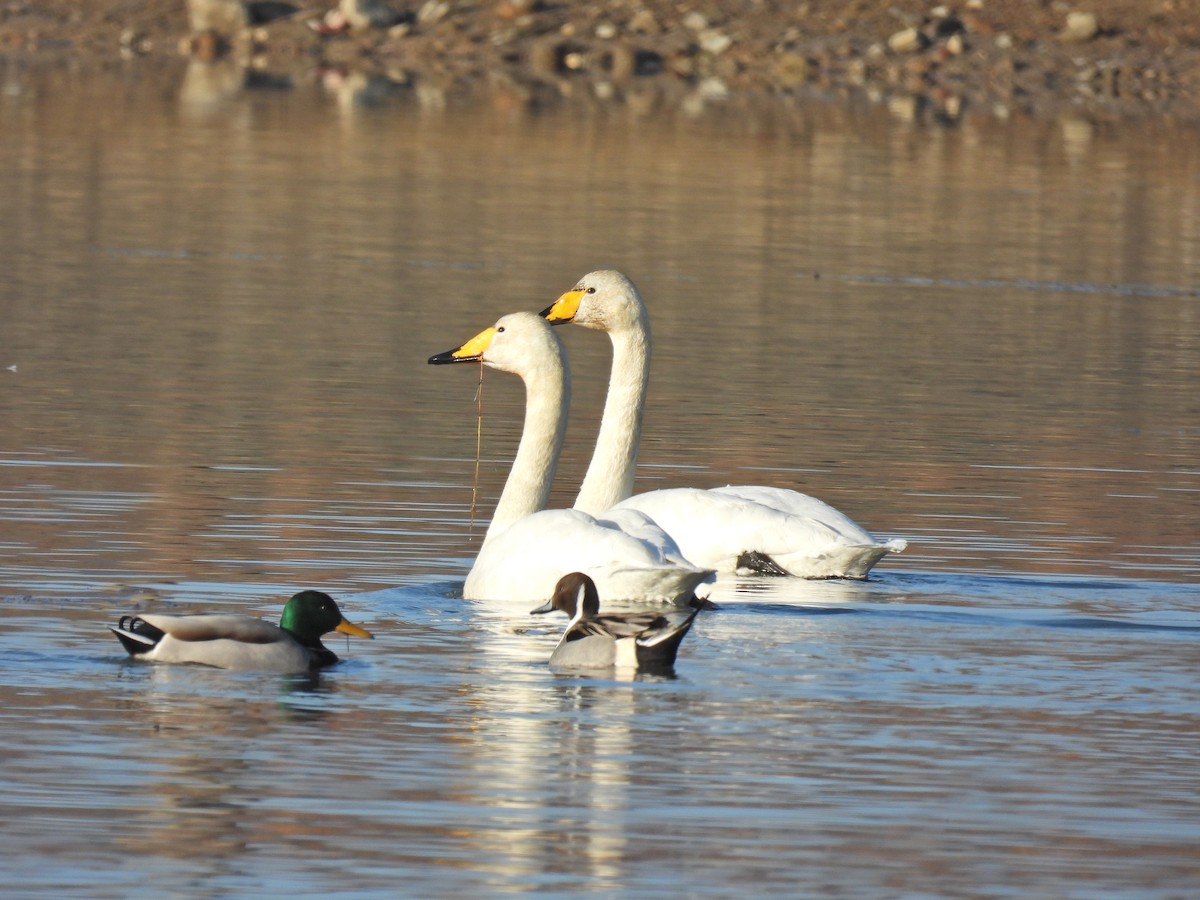 Whooper Swan - ML628401067