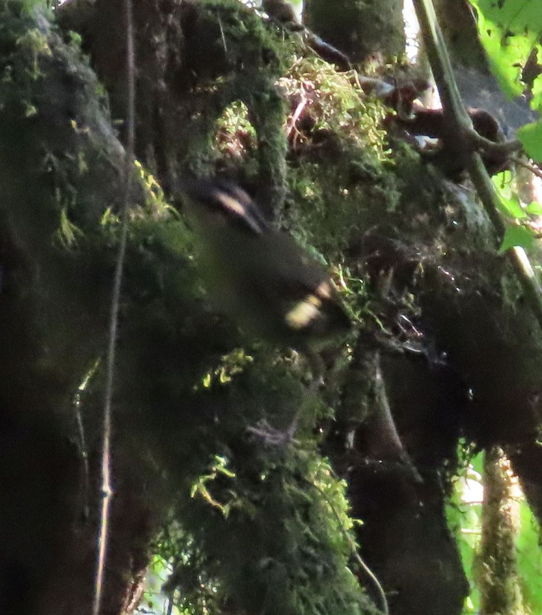 Neumann's Warbler - ML628401073