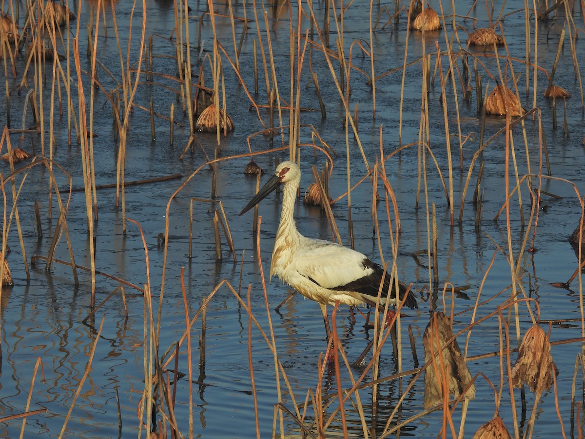 Oriental Stork - ML628401077