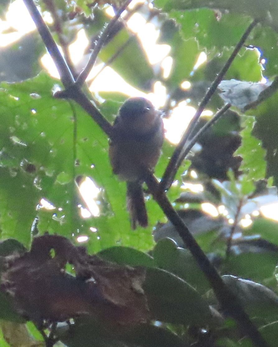 Rwenzori Apalis - ML628401185