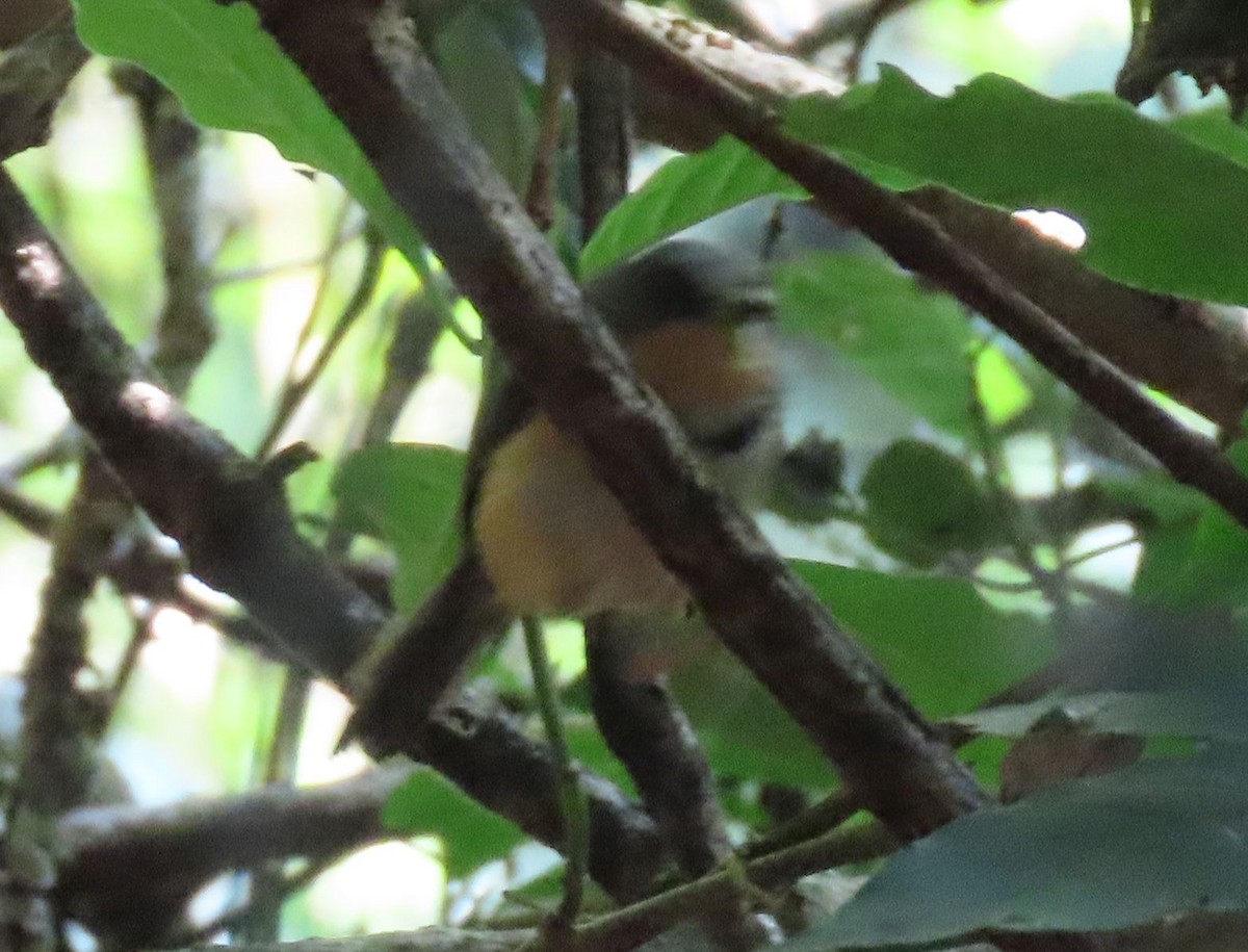 Rwenzori Apalis - ML628401186