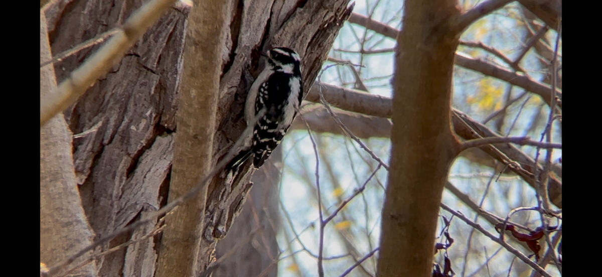 Downy Woodpecker - ML628401197