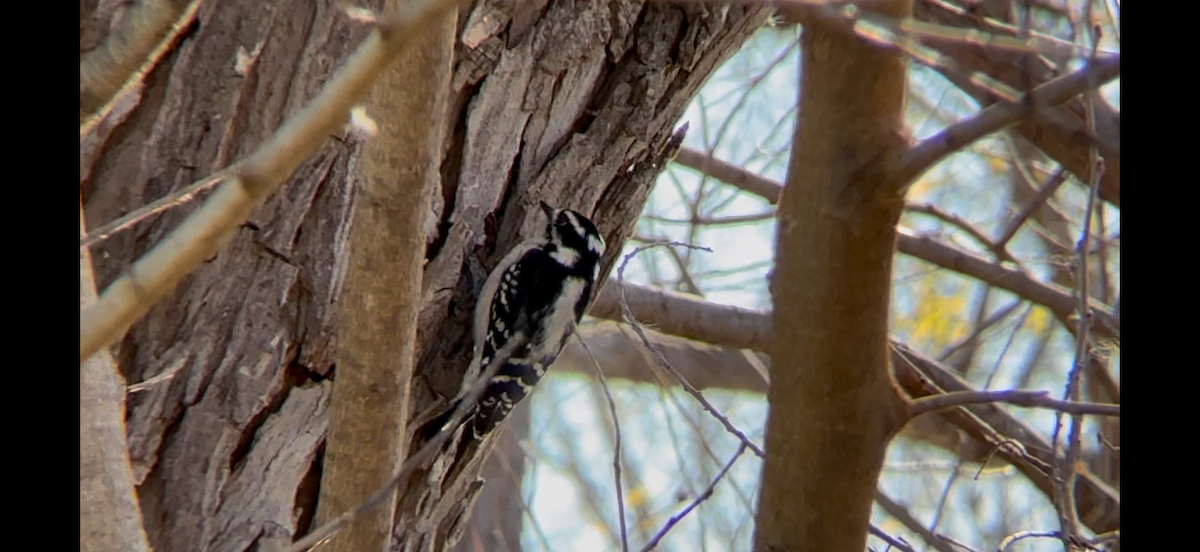 Downy Woodpecker - ML628401198