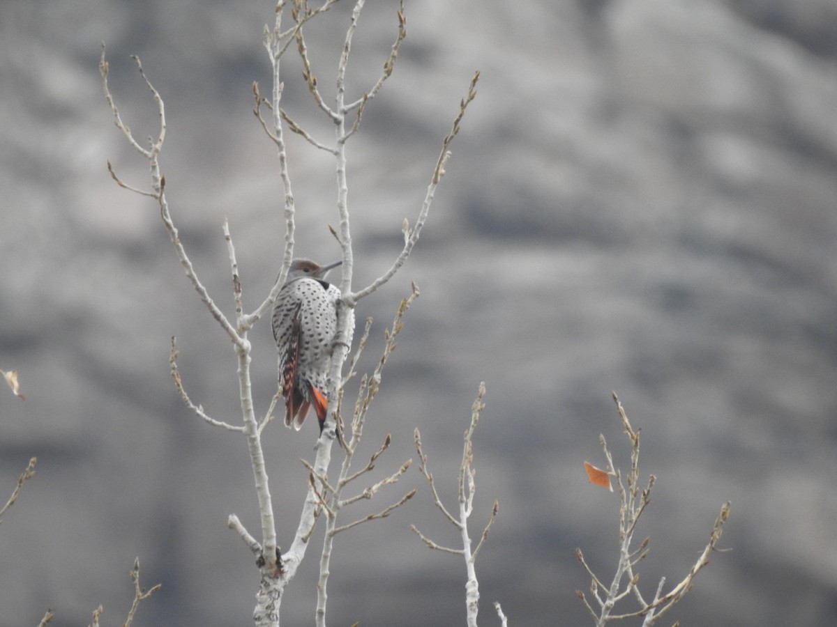 Northern Flicker (Red-shafted) - ML628401226