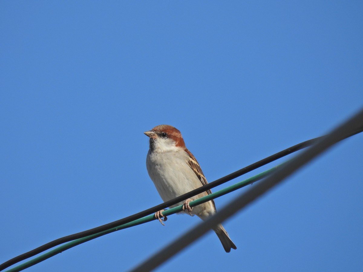 Russet Sparrow - ML628401258