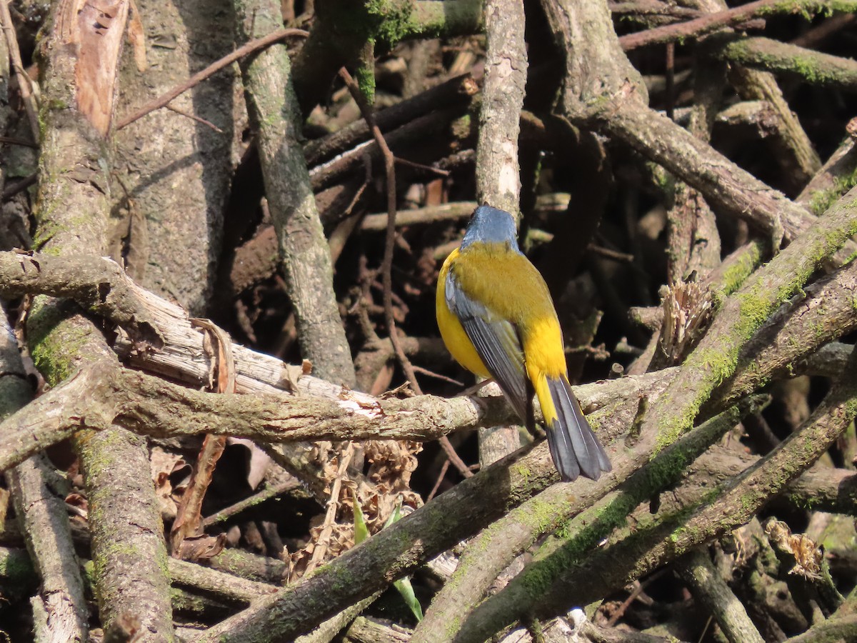 White-starred Robin - ML628401293