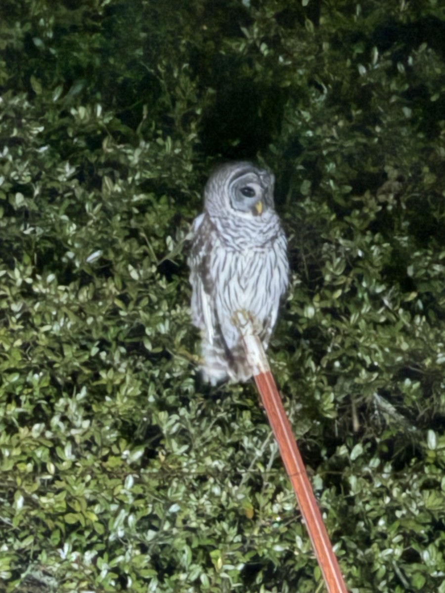 Barred Owl - ML628401317