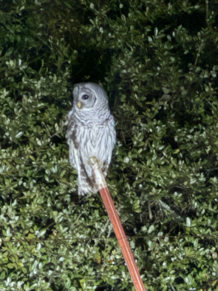 Barred Owl - ML628401318