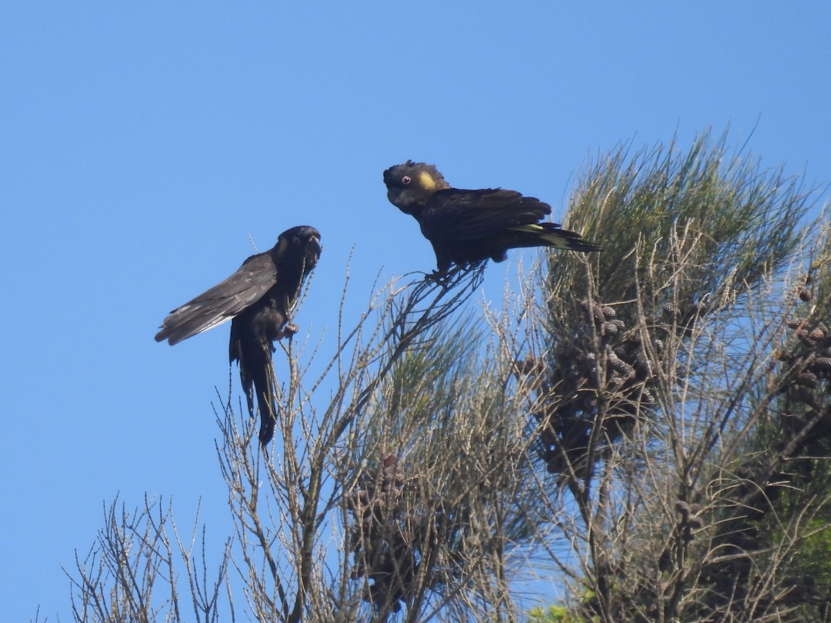 Yellow-tailed Black-Cockatoo - ML628401330