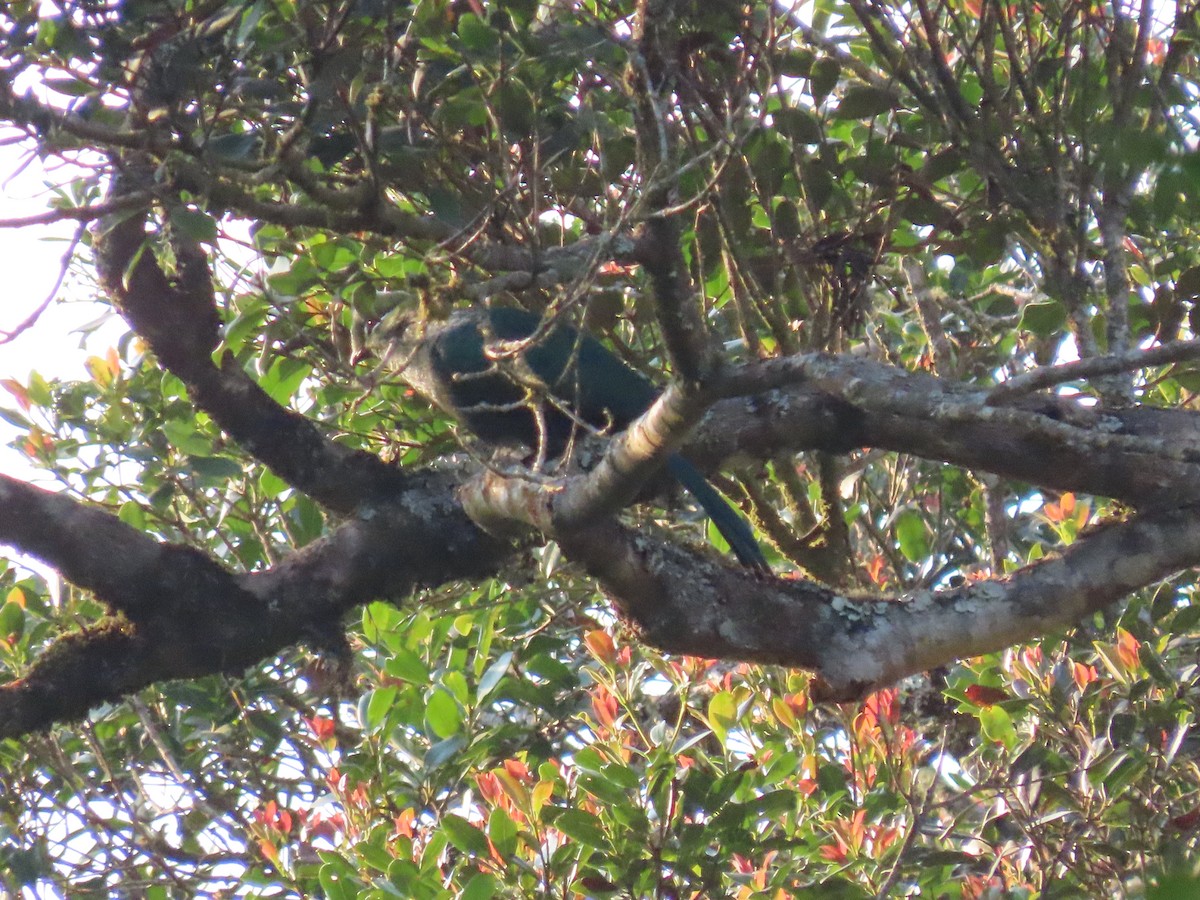 Black-billed Turaco - ML628401374