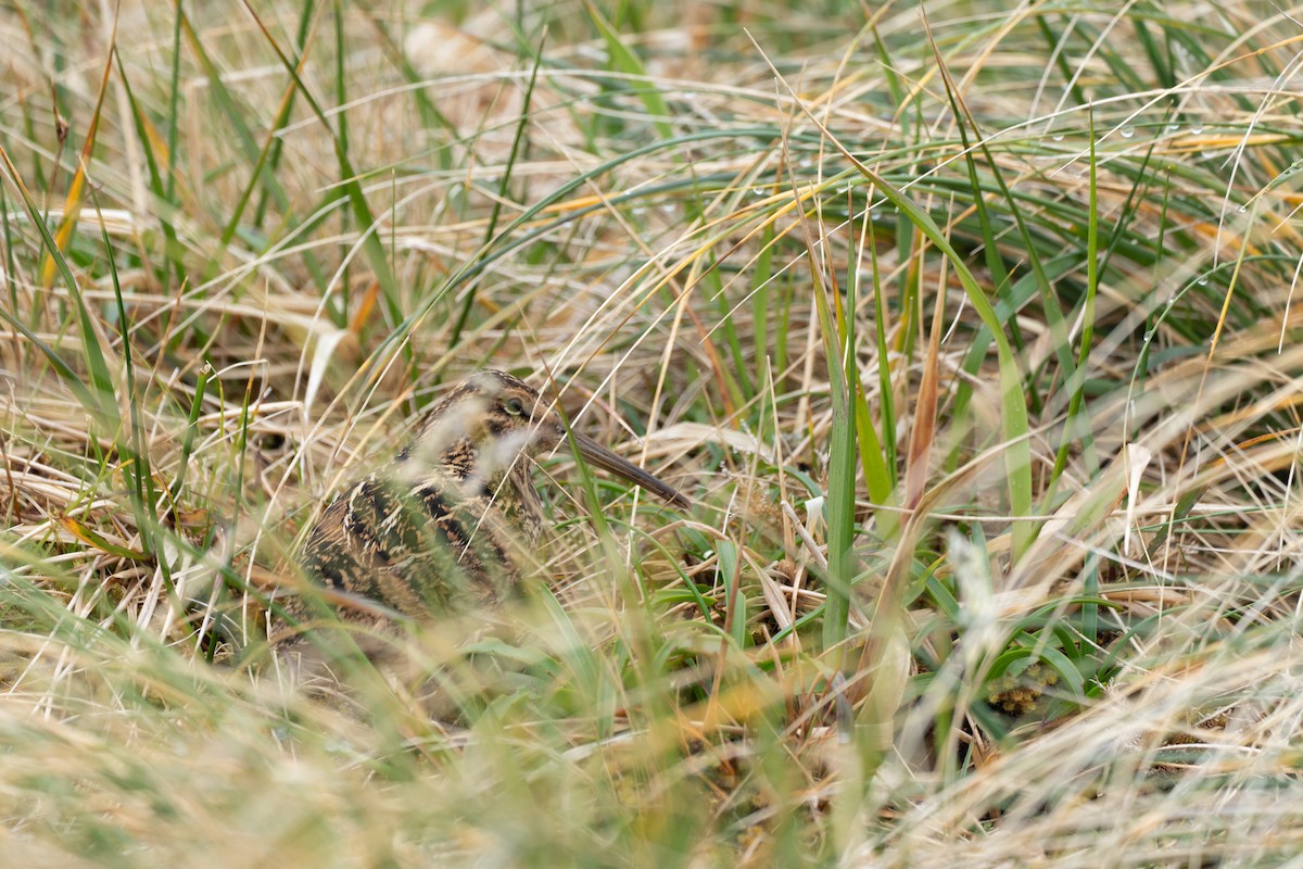 Subantarctic Snipe - ML628401376