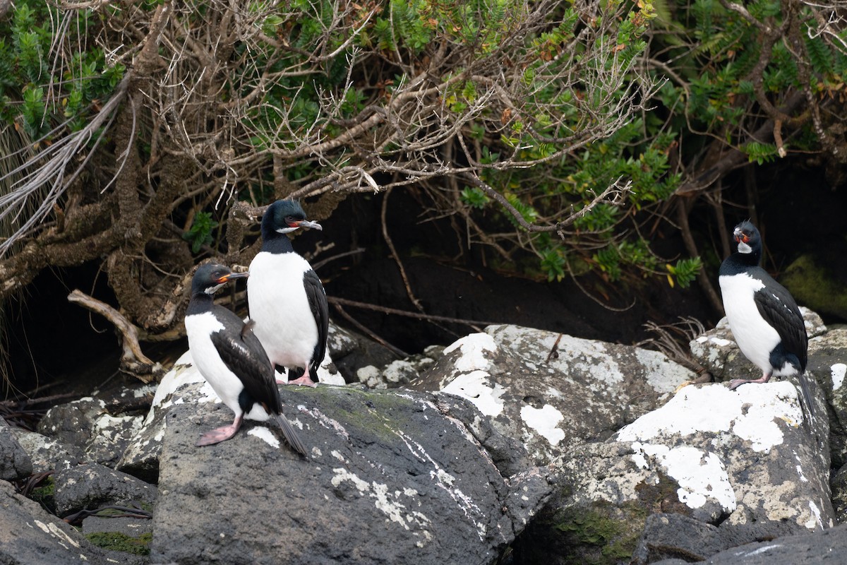 Campbell Islands Shag - ML628401402
