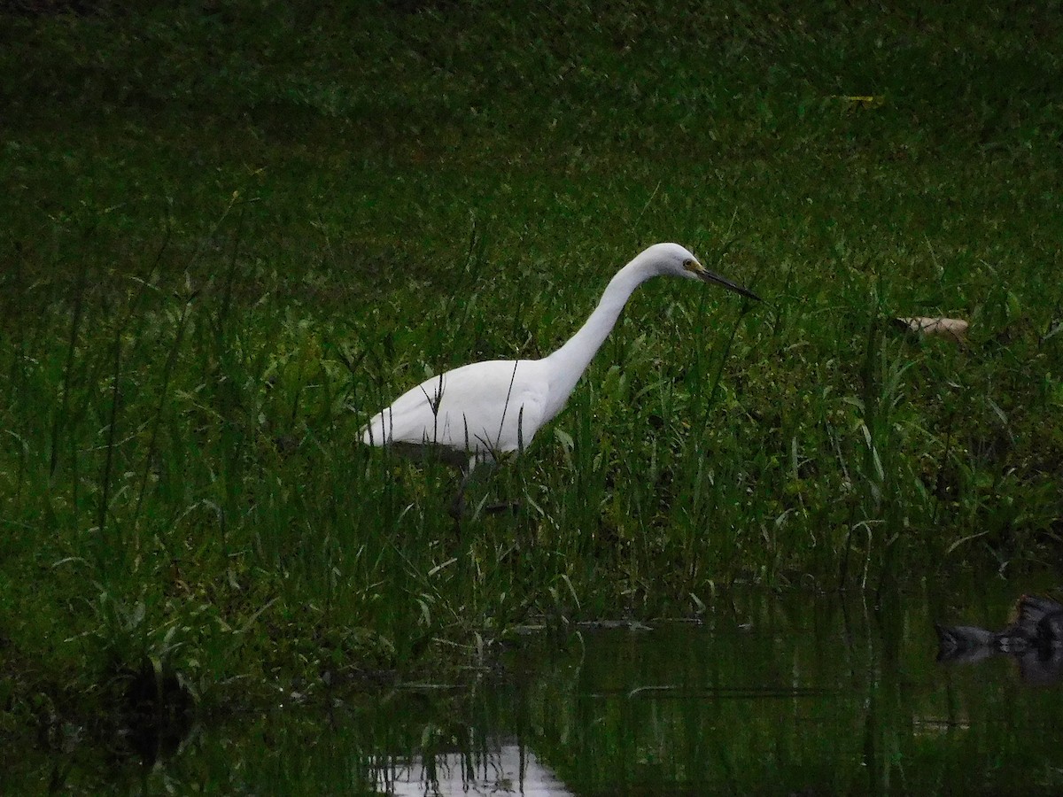 Хурган дэглий - ML628401416