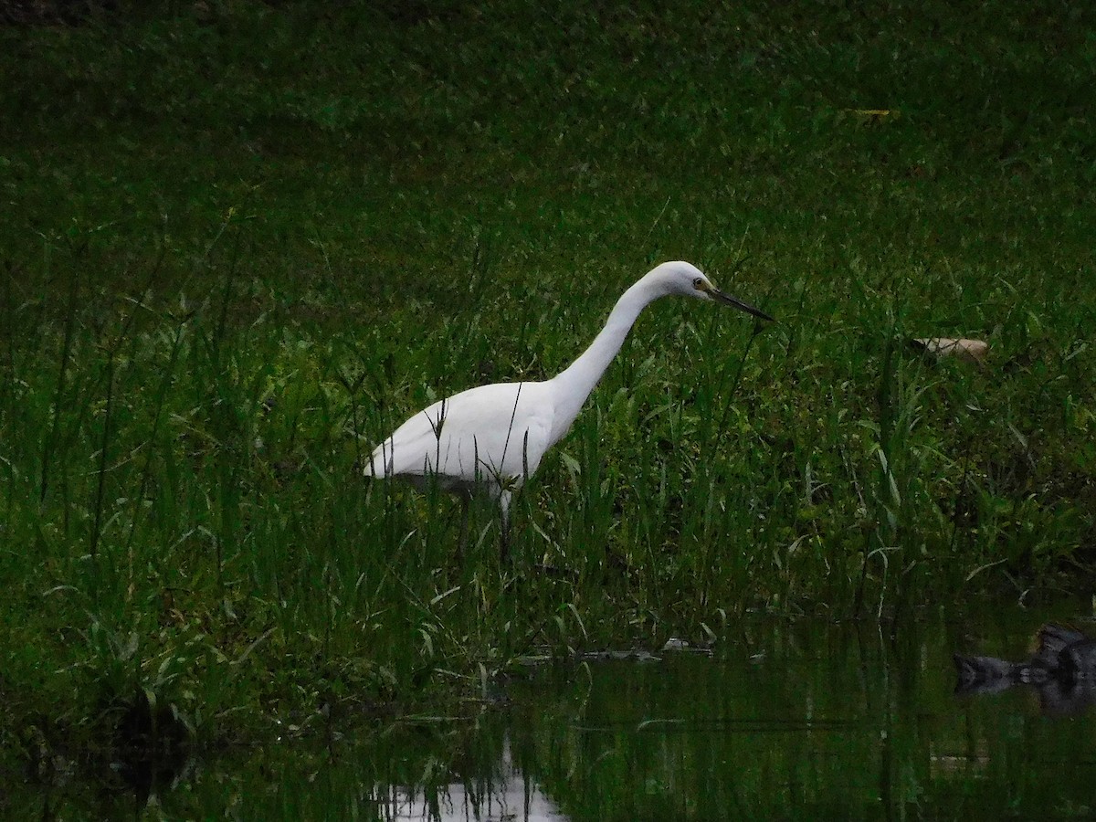 Хурган дэглий - ML628401417