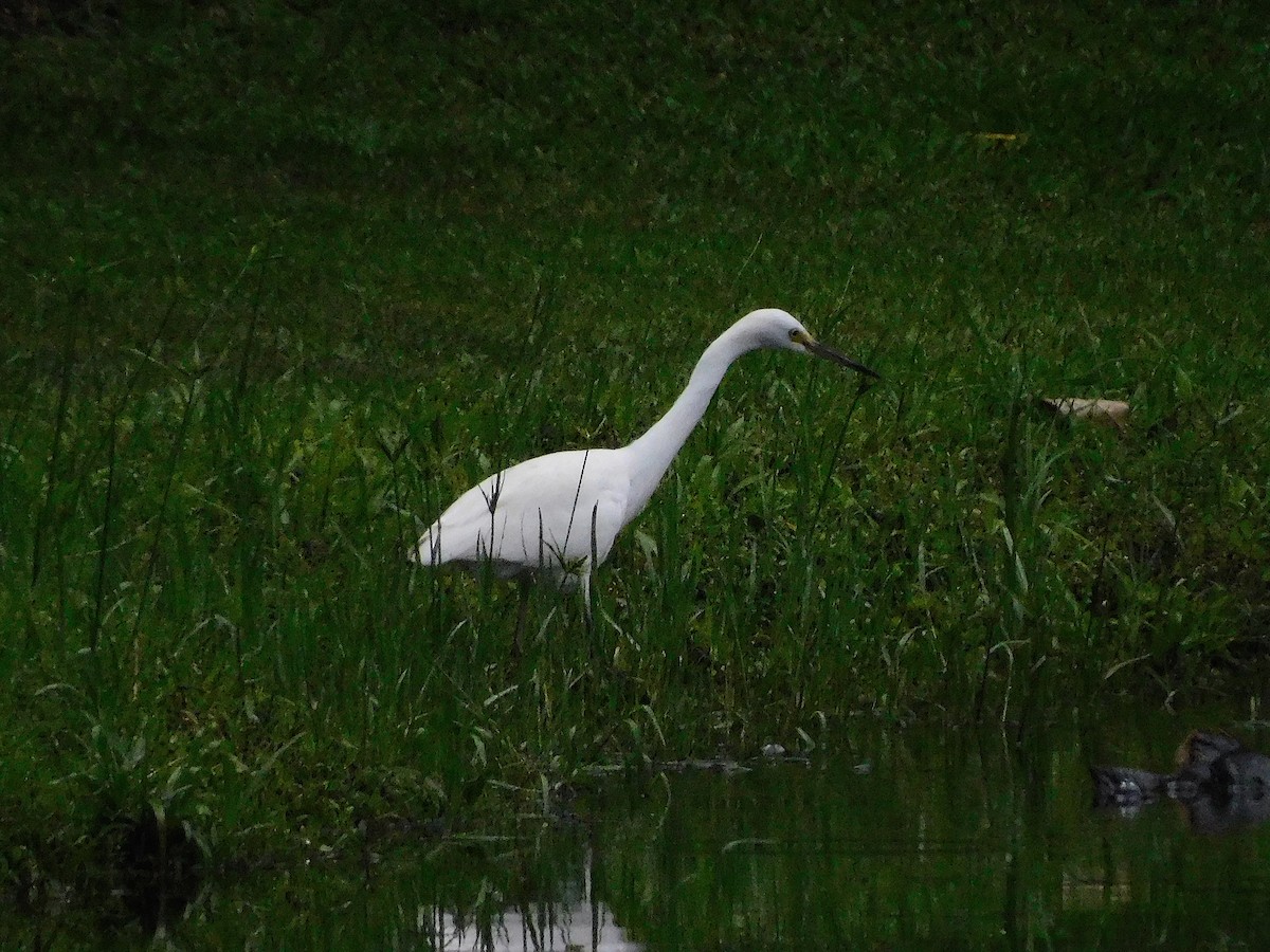 Хурган дэглий - ML628401418