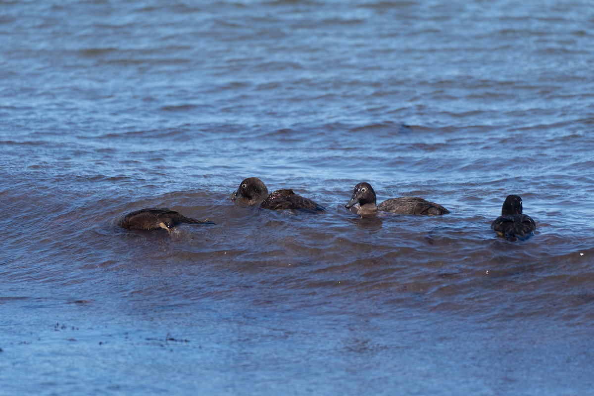 Auckland Islands Teal - ML628401433