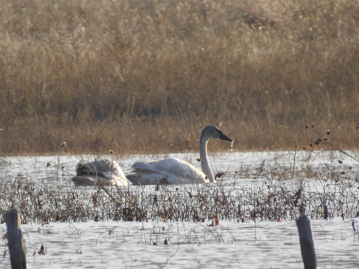 Trumpeter Swan - ML628401439