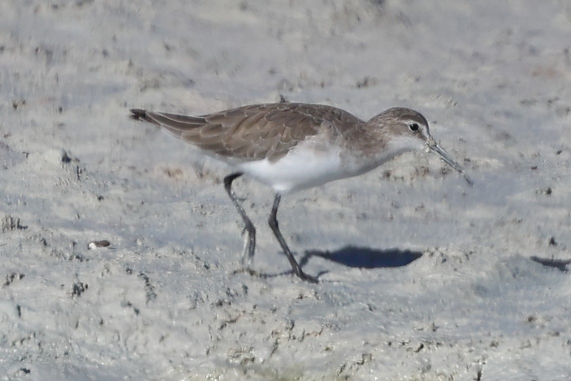 Curlew Sandpiper - ML628401479