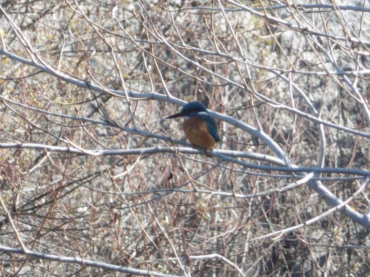 Common Kingfisher - ML628401559