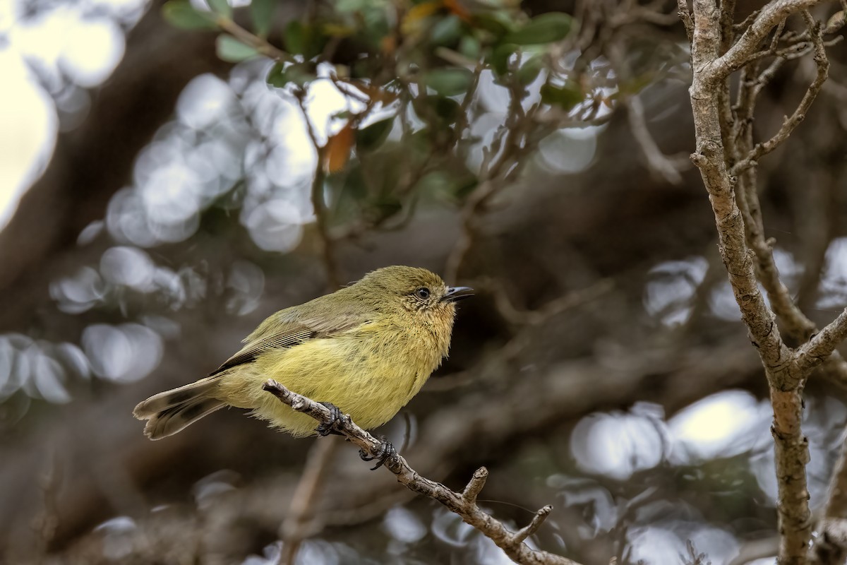Yellow Thornbill - ML628401785
