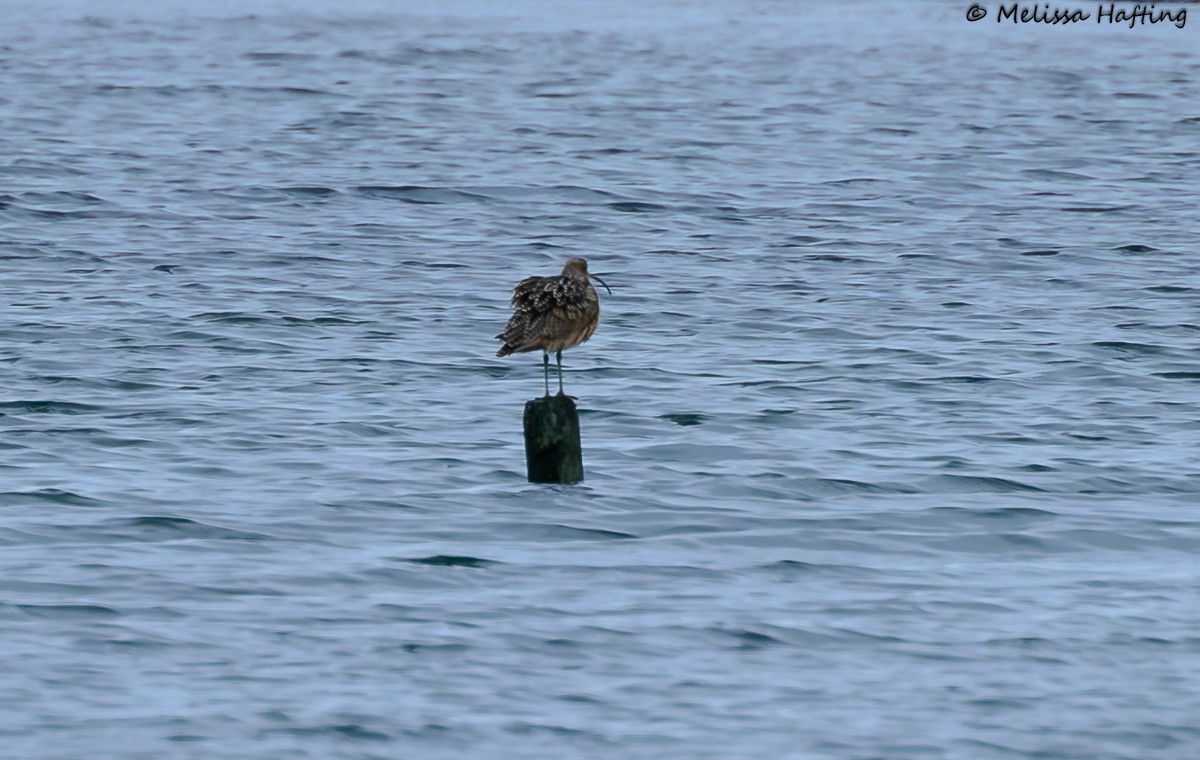 Long-billed Curlew - ML628401852