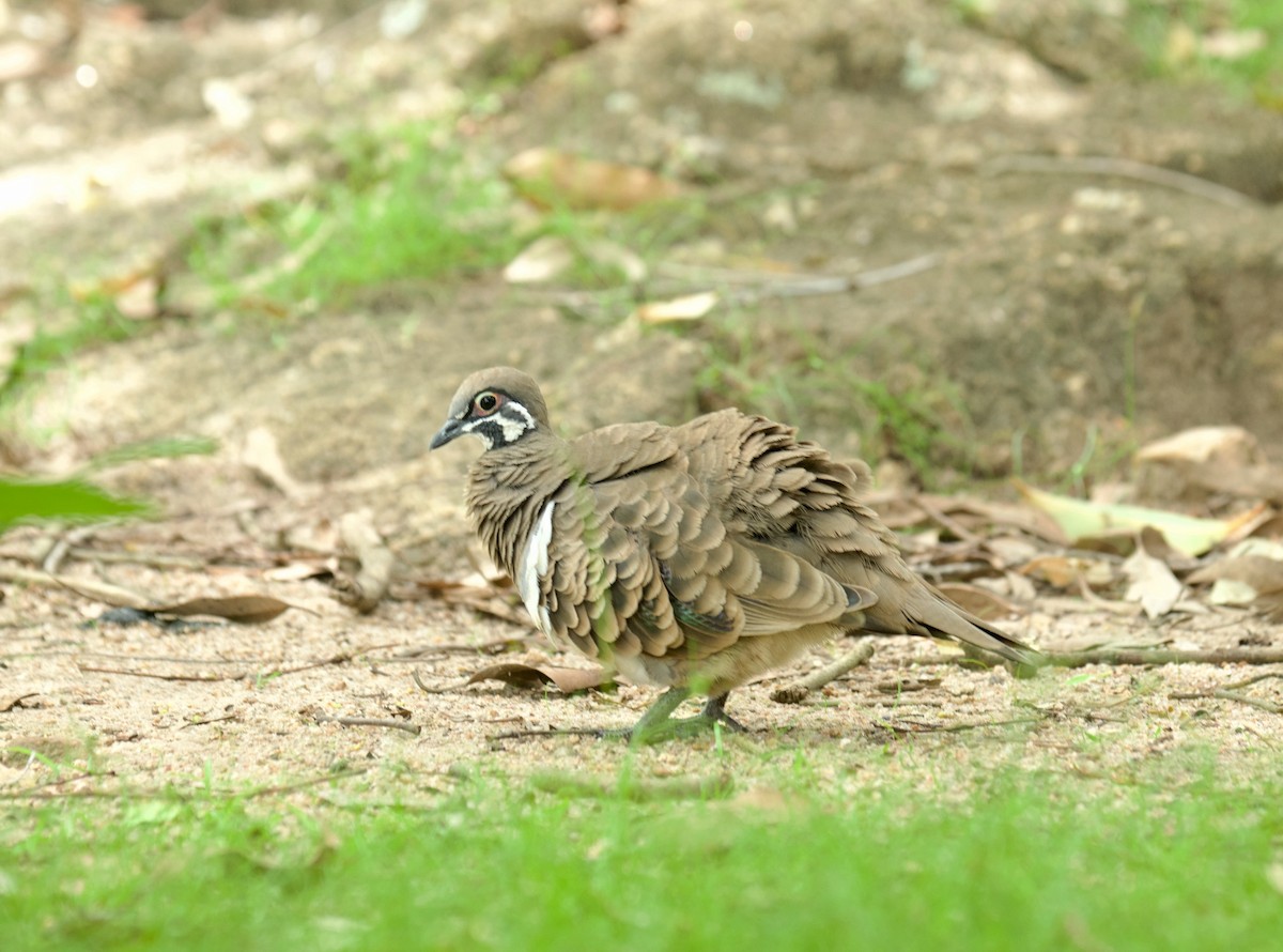 Squatter Pigeon - ML628401983