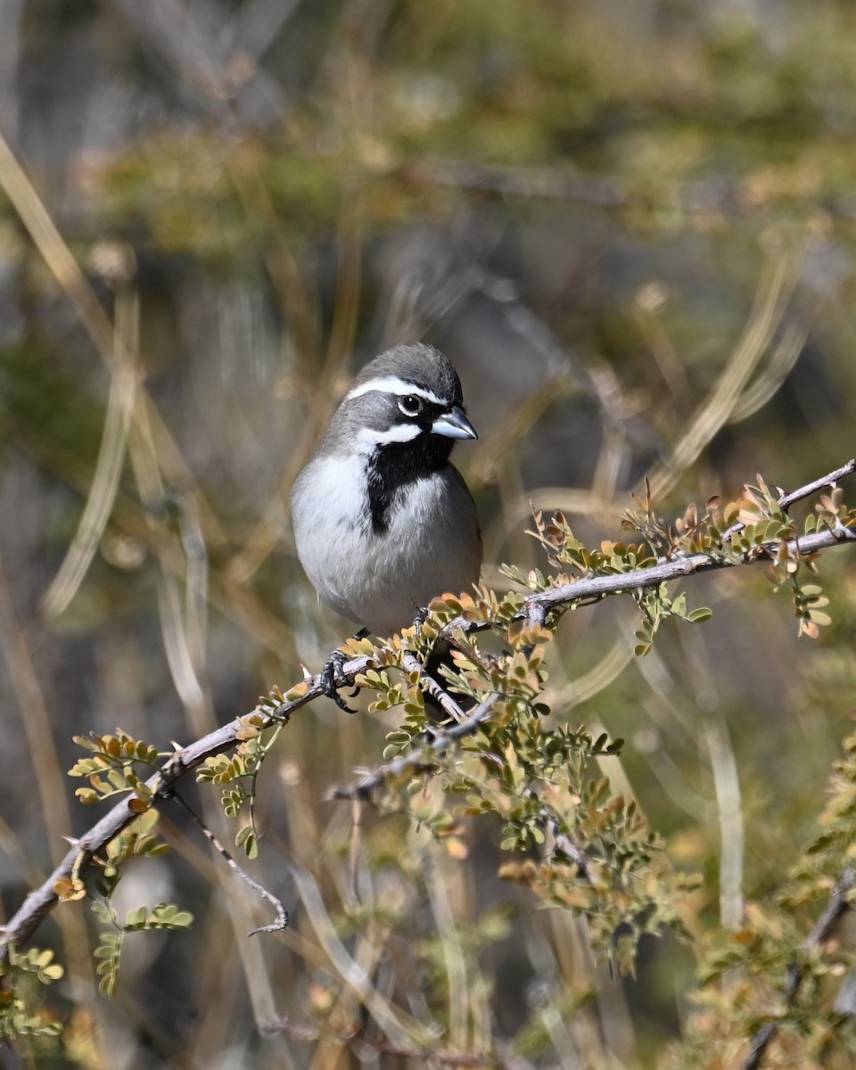 Black-throated Sparrow - ML628401994