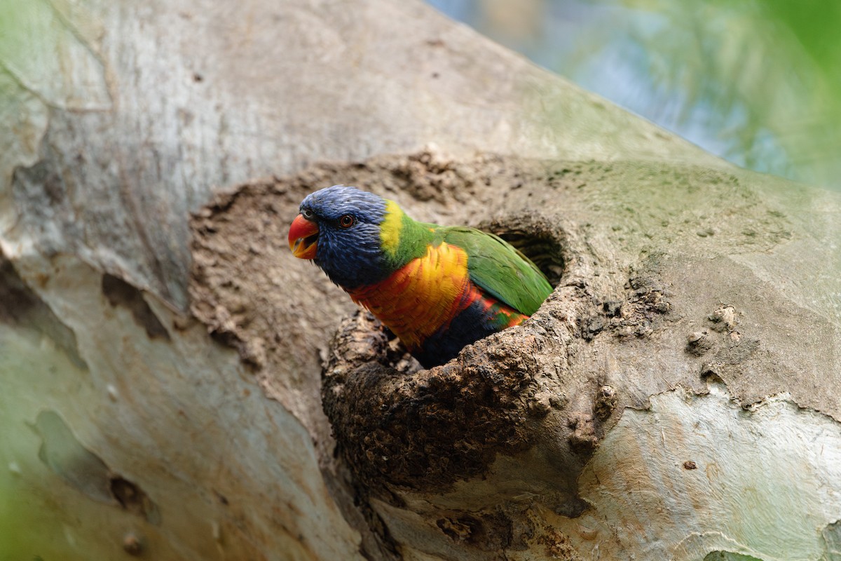 Rainbow Lorikeet - ML628401998