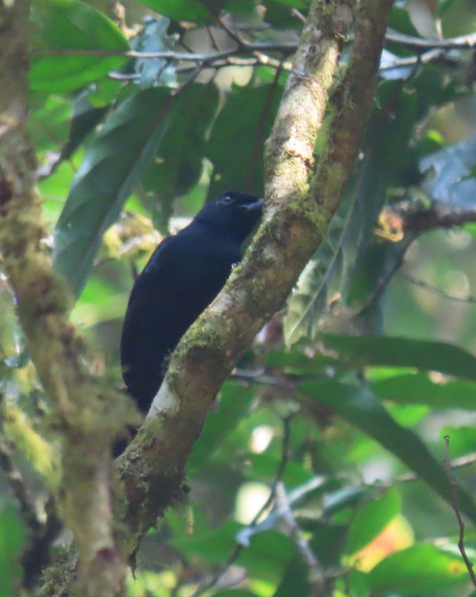 Willard's Sooty Boubou - ML628402175