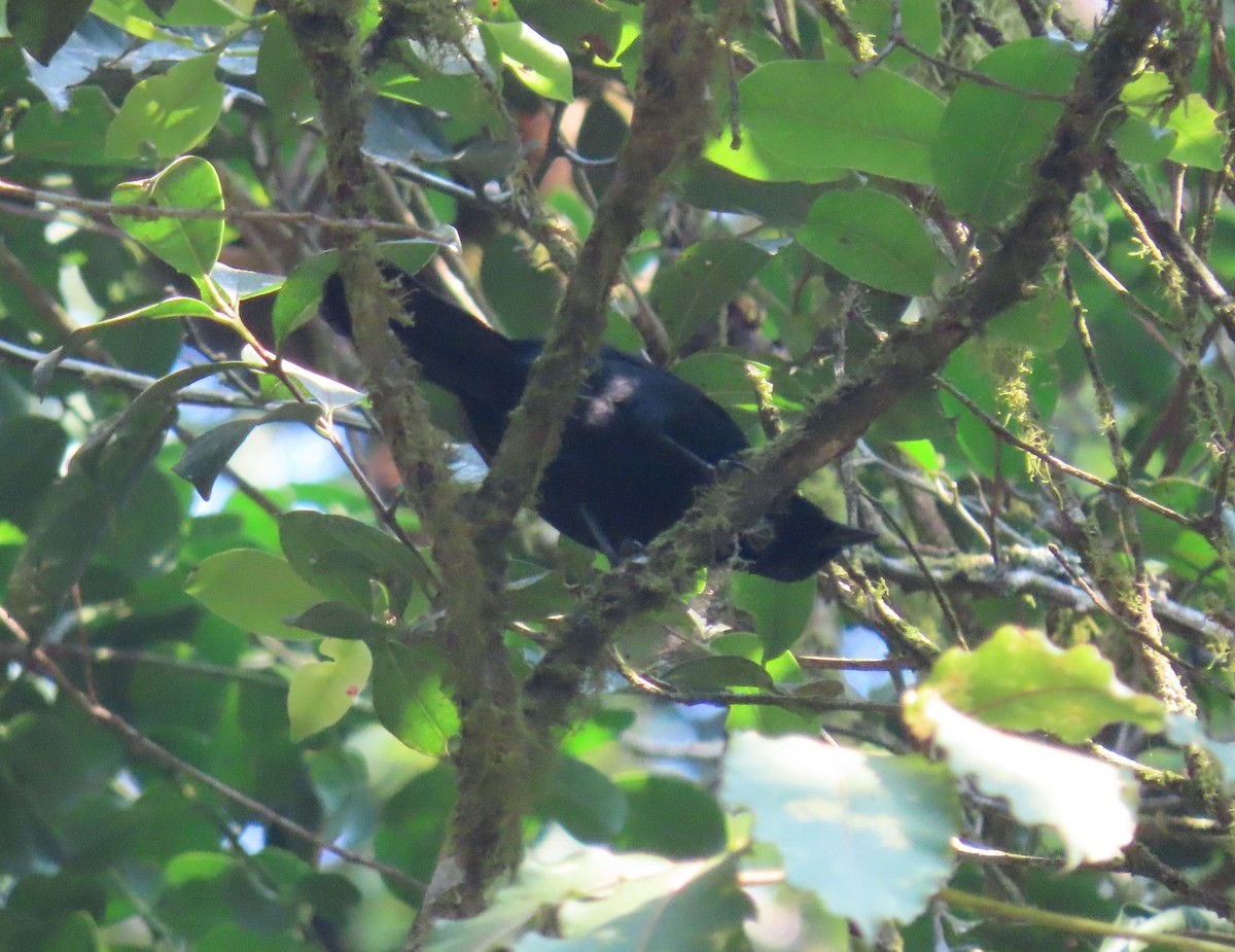 Willard's Sooty Boubou - ML628402177