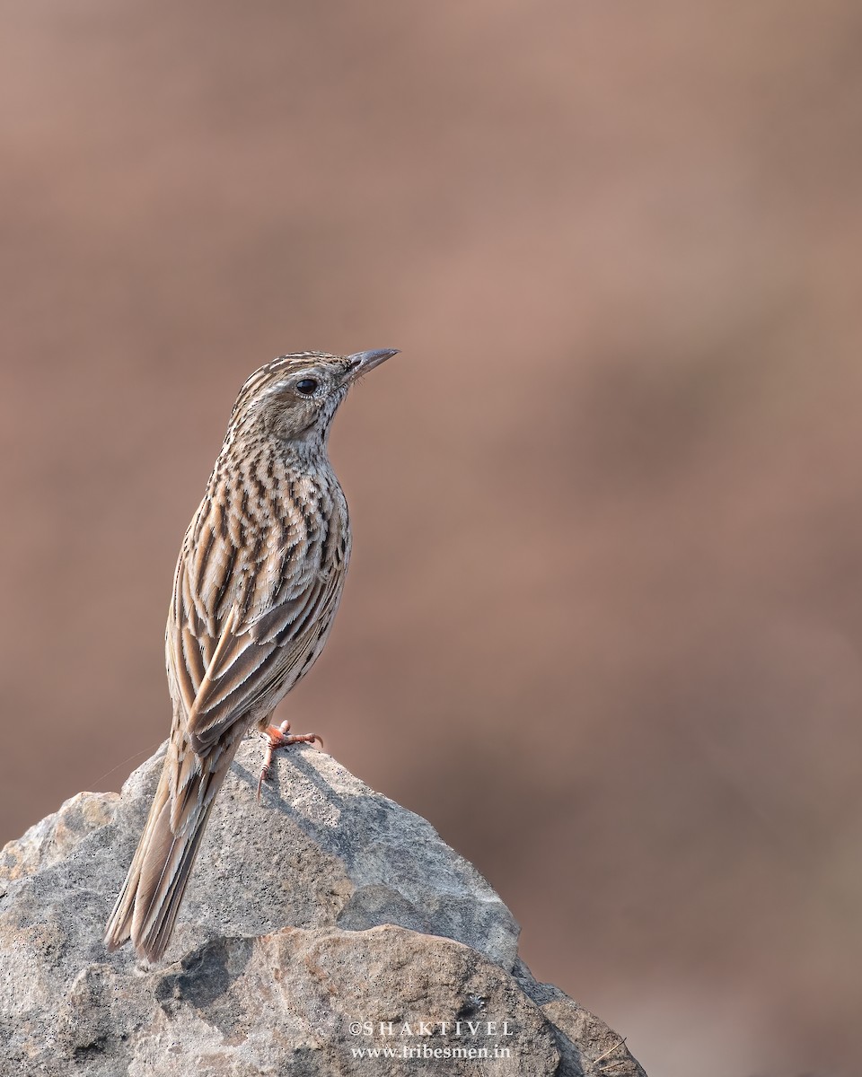 Upland Pipit - ML628402206