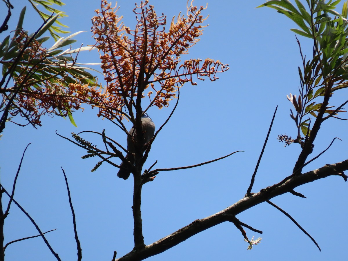 Blue-headed Sunbird - ML628402239