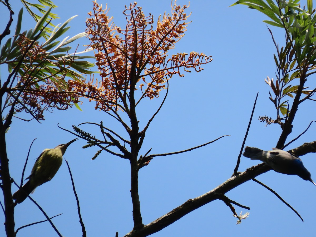 Blue-headed Sunbird - ML628402240