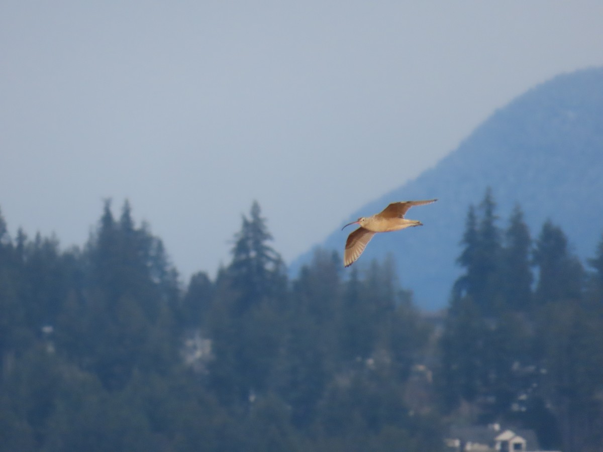 Long-billed Curlew - ML628402281