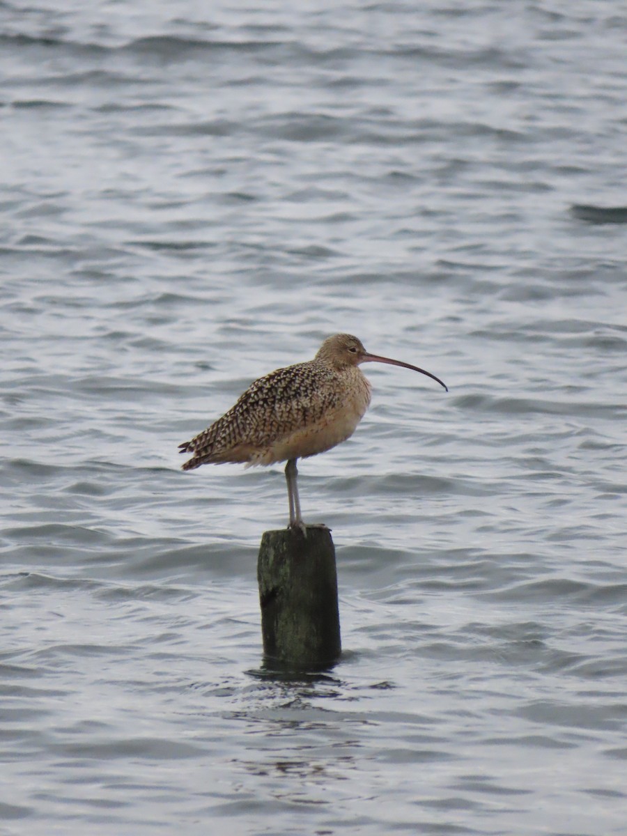 Long-billed Curlew - ML628402282
