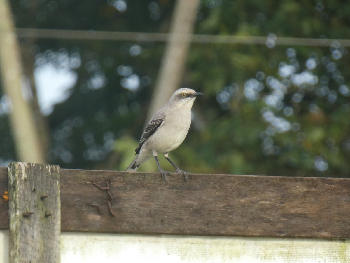 Tropical Mockingbird - ML628402349