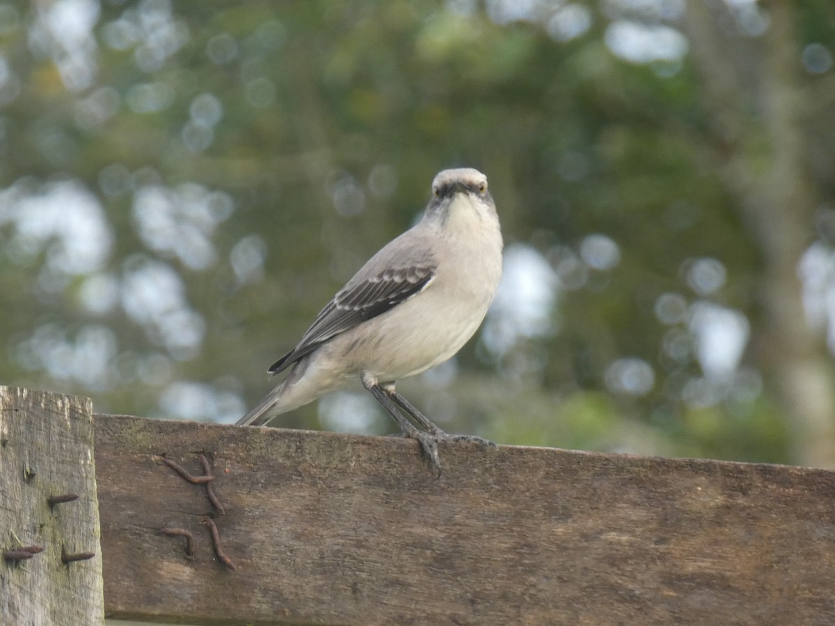 Tropical Mockingbird - ML628402350